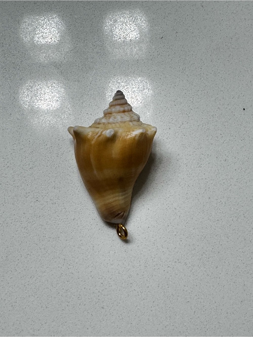 Natural Brown Florida Fighting Conch Seashell Pendant or Charm